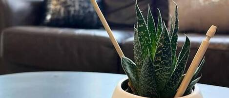 Une plante succulente en pot, avec deux bâtonnets en bois, posée sur une table.