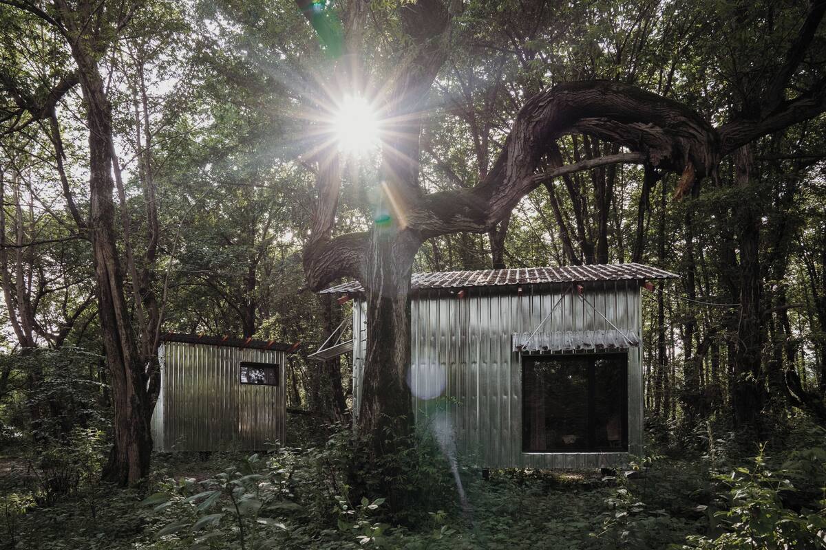 Un chalet rustique entouré d’une for êt dense.