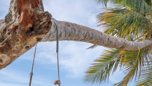 Escena de playa con una hamaca colgando de una rama de árbol, con vista al océano.