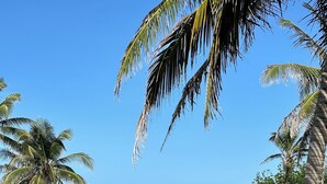 A grassy area with palm trees and a view of the ocean.