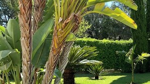 A wooden bench under a canopy, surrounded by potted plants and a well-maintained lawn.