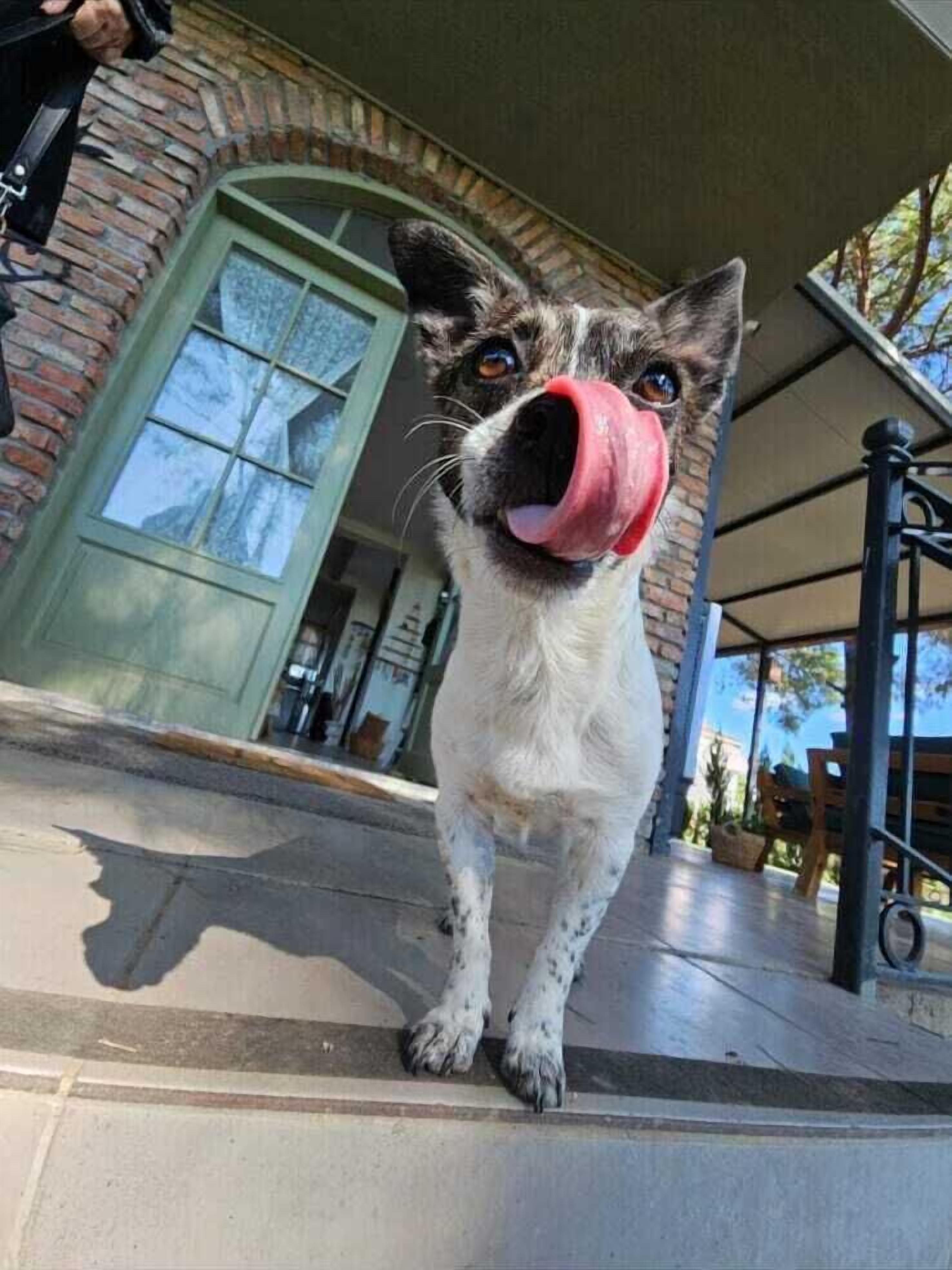 A dog with a red toy in its mouth standing on a porch with a brick wall and a green door in the background.