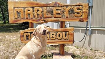 Àrea exterior de l'allotjament