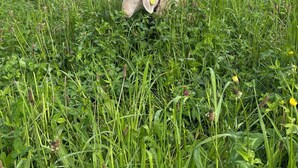 A field with a white sheep grazing. - Club House Dans Mini Ferme Danimation et Refuge (Courlans)