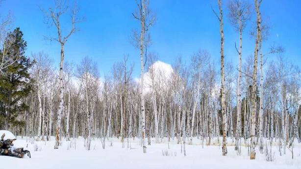A snowy forest with birch trees and a clear blue sky. - Aspen Grove Cabin w/Hot Tub (Fairplay)