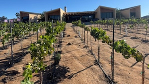 A vineyard with rows of grapevines in front of a modern building with large windows. - Casa Vall Luxury Valley Life (FRANCISCO ZARCO EL PORVENIR)
