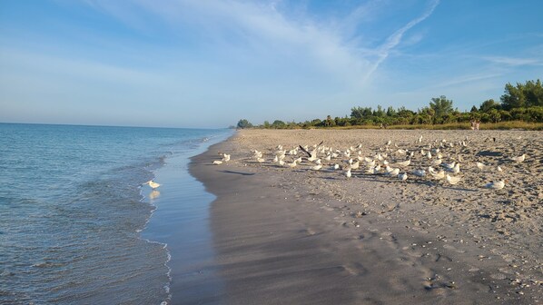 A beach with a large flock of seagulls, calm water, and a clear sky.