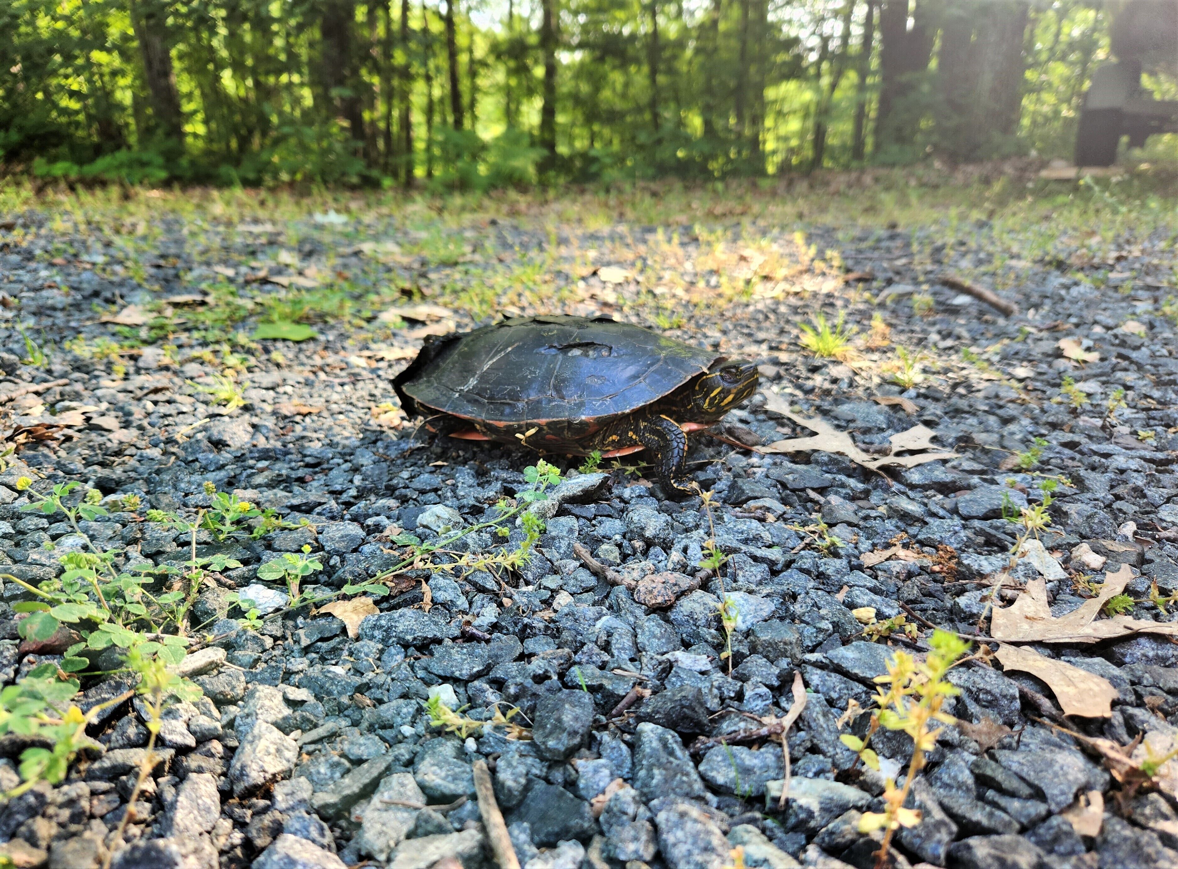 Una tortuga en un camino de grava rodeada de follaje.