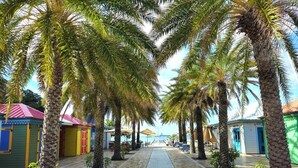 Un sentiero costeggiato da palme che conduce a una spiaggia.