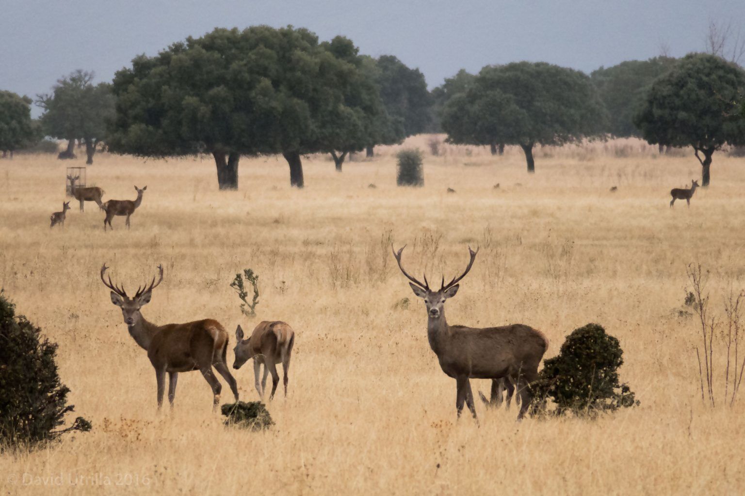 Un grupo de ciervos en un campo de hierba seca con árboles al fondo.