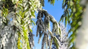 Paisagem coberta de neve com uma estrutura de barril de madeira e árvores perenes.