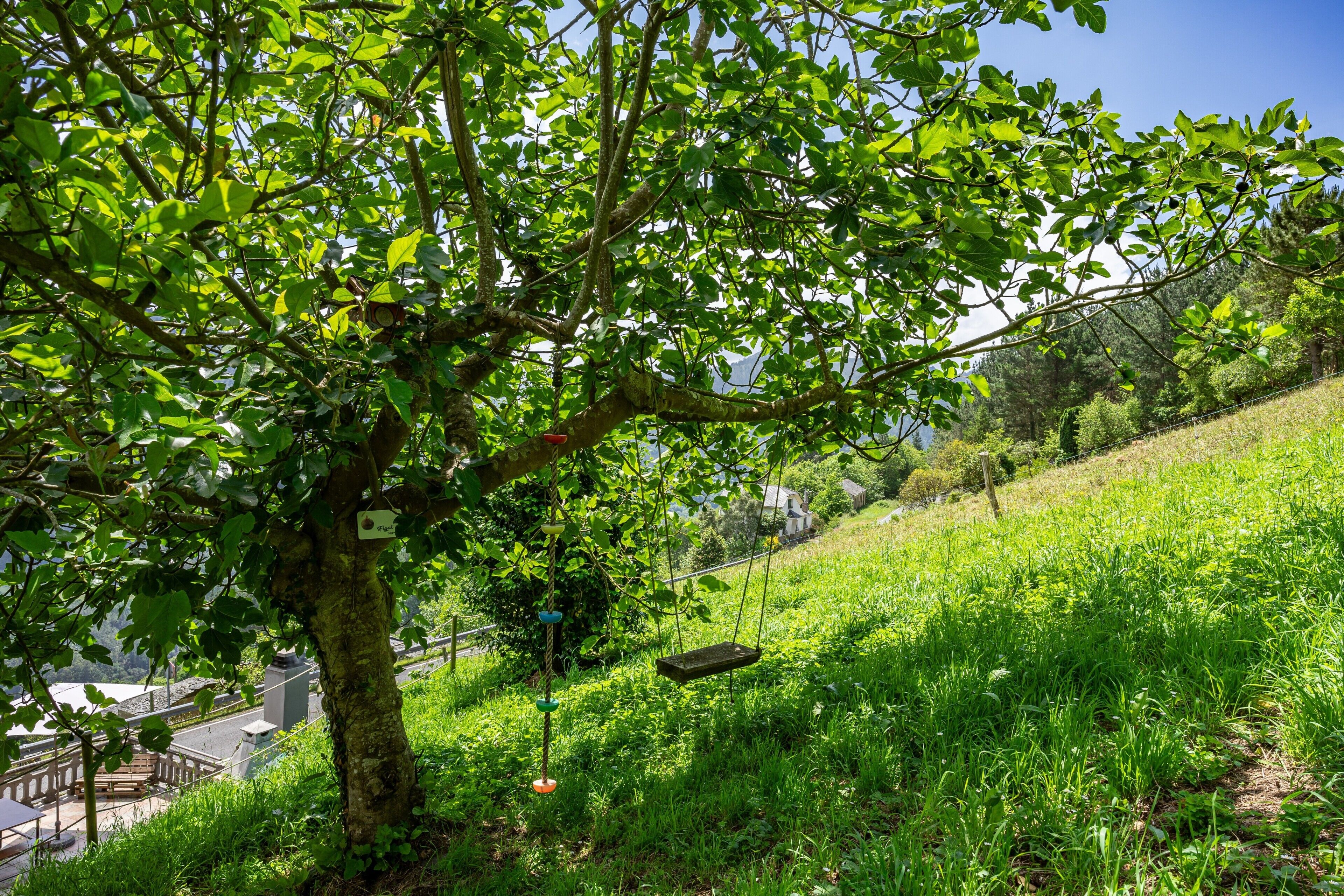 Ein Baum mit einer Schaukel, ein grasbewachsener Hügel und ein Zaun im Hintergrund.