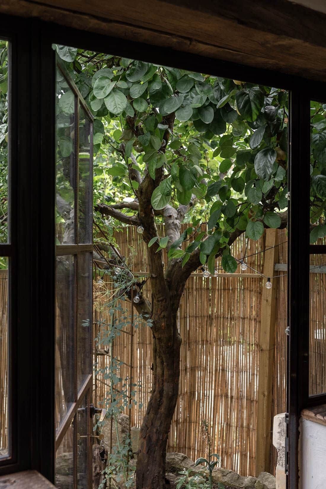 A tree with a thick trunk and dense foliage in front of a bamboo fence.