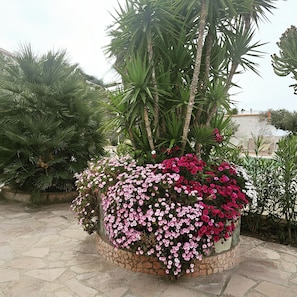 Property grounds - 5 minutes from the sea, the Poseidon Gardens with swimming pool, wifi, parking. (Forio)