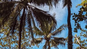 Una hamaca entre palmeras en una playa con cielo despejado.