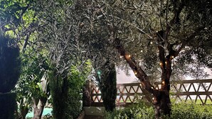 Un sendero bordeado de follaje y árboles que conduce a una valla de madera.
