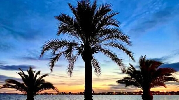 Une scène de plage avec des palmiers et un coucher de soleil sur l’eau.