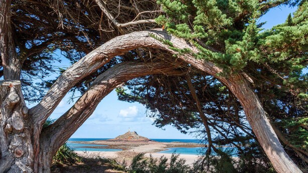 Een natuurlijke bogenpoort, gevormd door takken, boven een strandpad dat naar een eiland in de verte leidt.