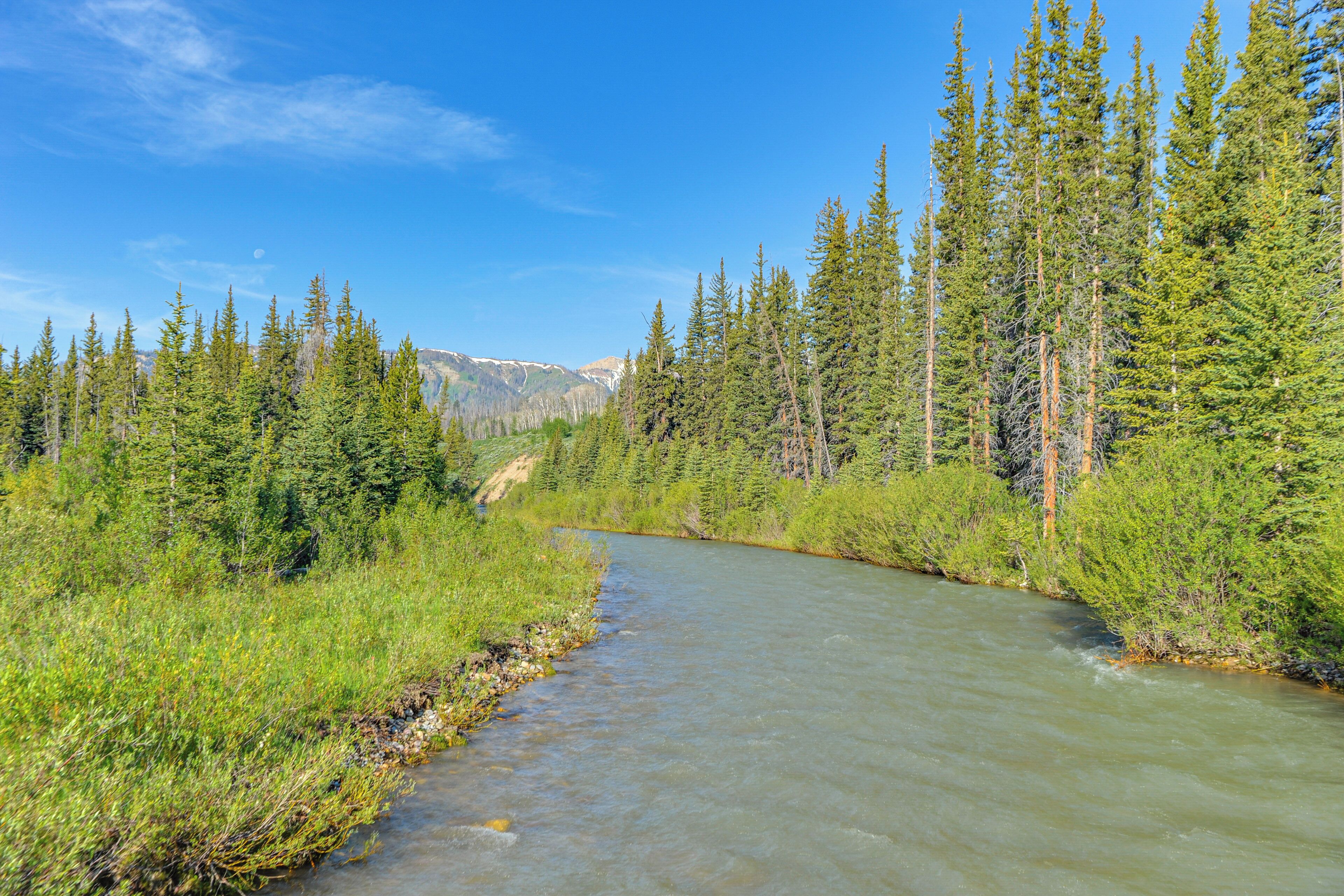A river flowing through a dense forest with tall trees and a clear blue sky.