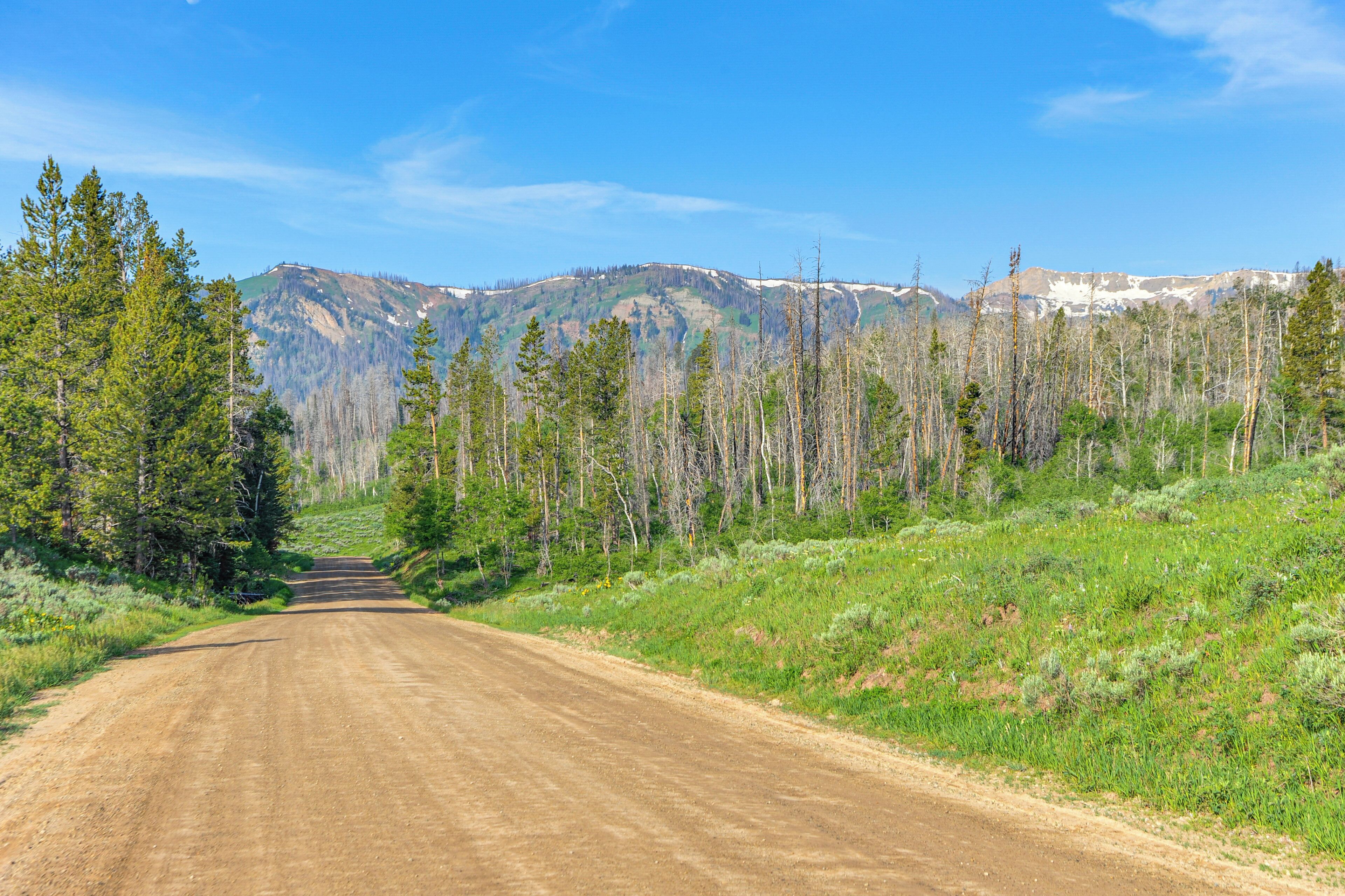 A dirt road leading through a forest with mountains in the background.