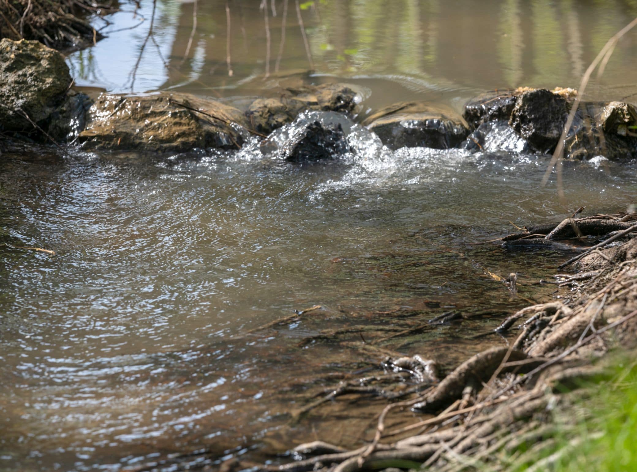 Een heldere beek met rotsen en takken, omgeven door groen.