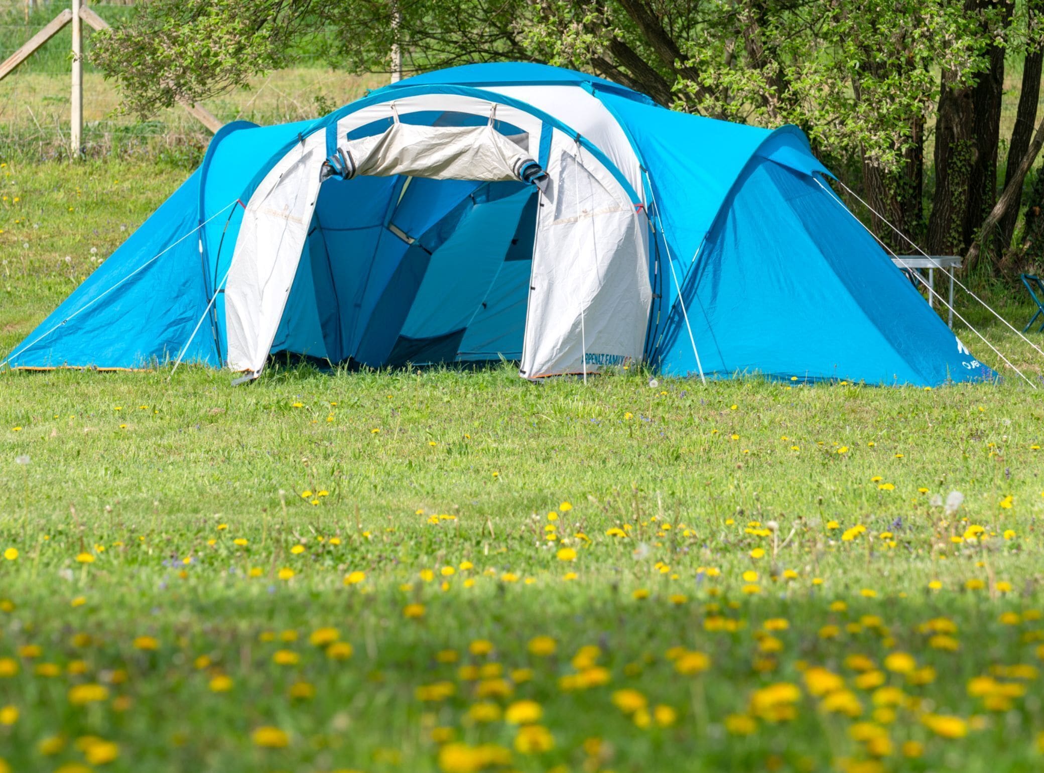 A blue and white tent set up in a grassy field with yellow flowers.