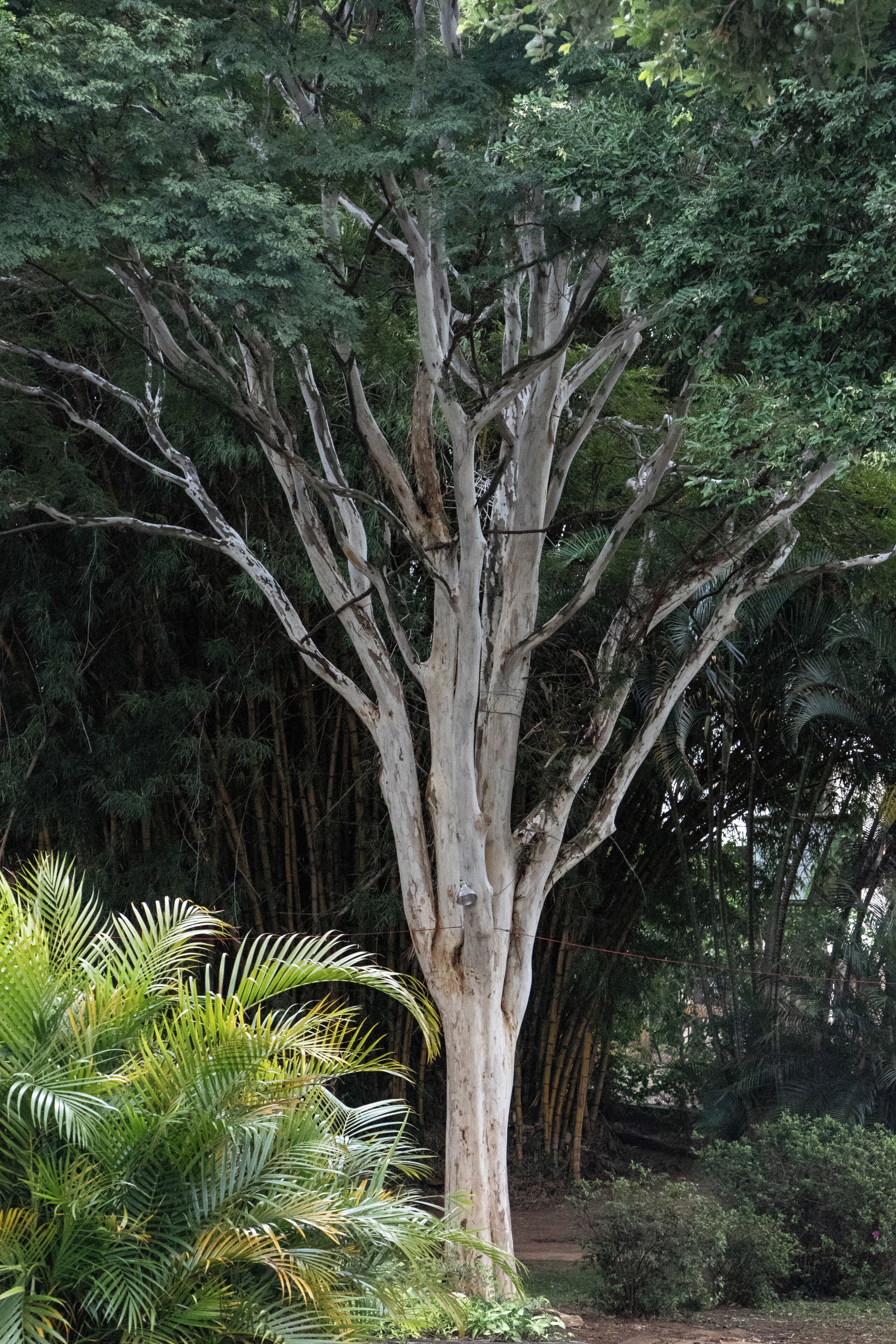 Un árbol grande con un tronco robusto y numerosas ramas, rodeado de follaje denso y otra vegetación.
