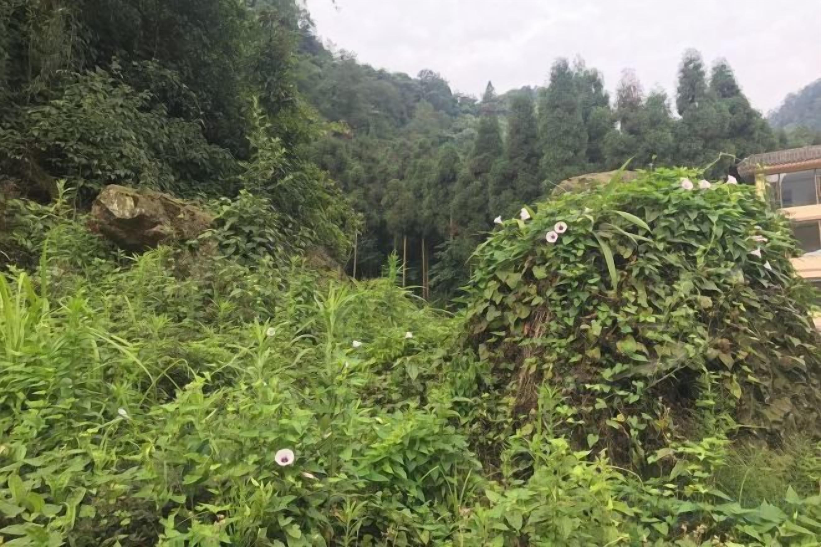 Un paisaje natural con vegetación densa y un afloramiento rocoso.