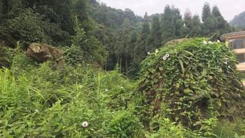 Et naturligt landskab med frodig vegetation og en klippeformation.