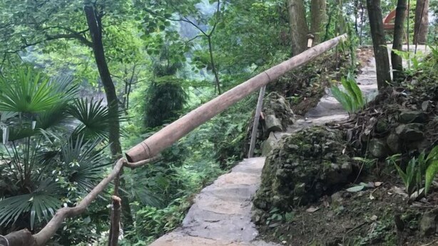 A stone pathway in a lush, green forested area with a large, curved wooden structure.