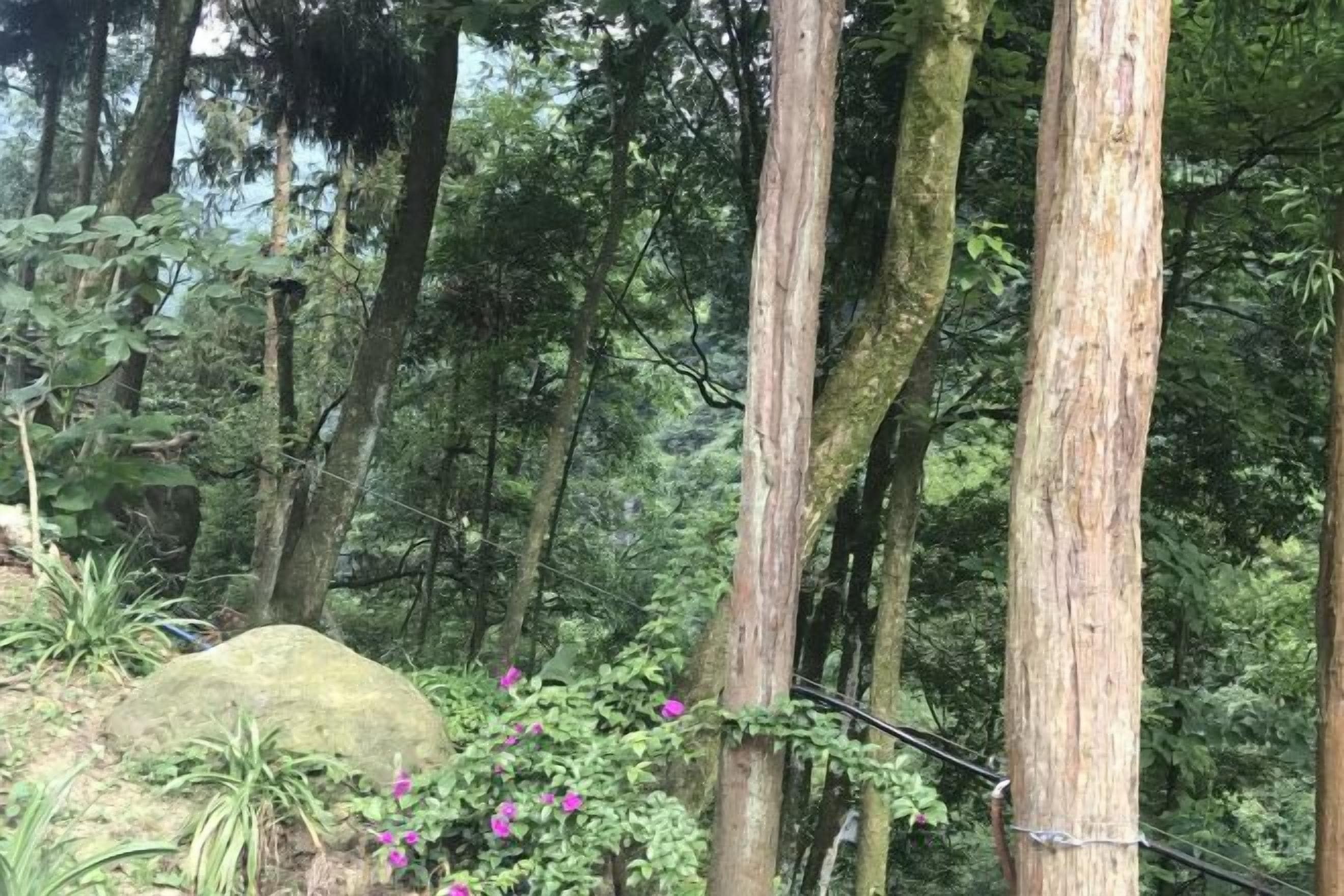 A dense forest with tall trees and a large rock.
