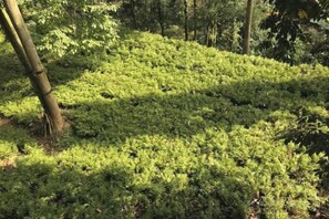 A forested area with dense green vegetation and trees. - Mount Emei Feng Lin Yue Hotel (Emeishan City)