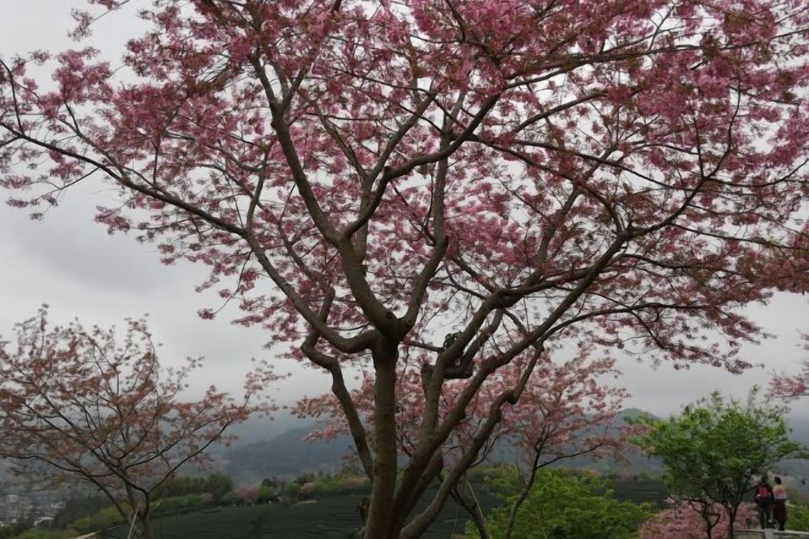 Ein Baum mit rosa Blüten in ländlicher Umgebung.