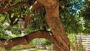 Un cadre extérieur rustique, avec une table en fût de bois placée sous un arbre, une bouteille de vin et deux verres.