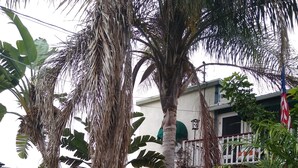 Un patio trasero con una palmera, un flamenco y una pequeña piscina.