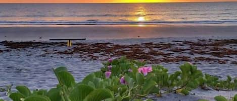 Plage, chaises longues, serviettes de plage