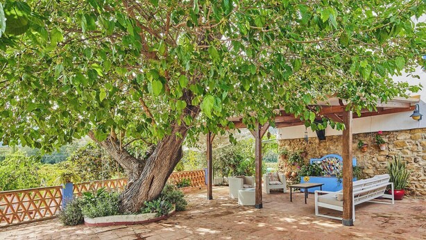 Zona d'estar a l'aire lliure coberta, amb paret de pedra, un arbre gran i diverses plantes en testos.