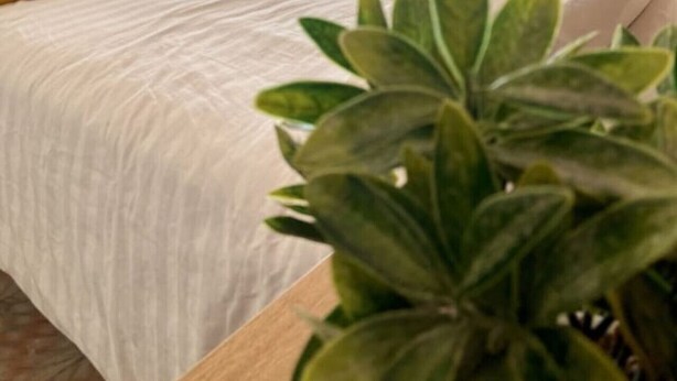 Un dormitorio con cama, cabecera de madera y planta en maceta.