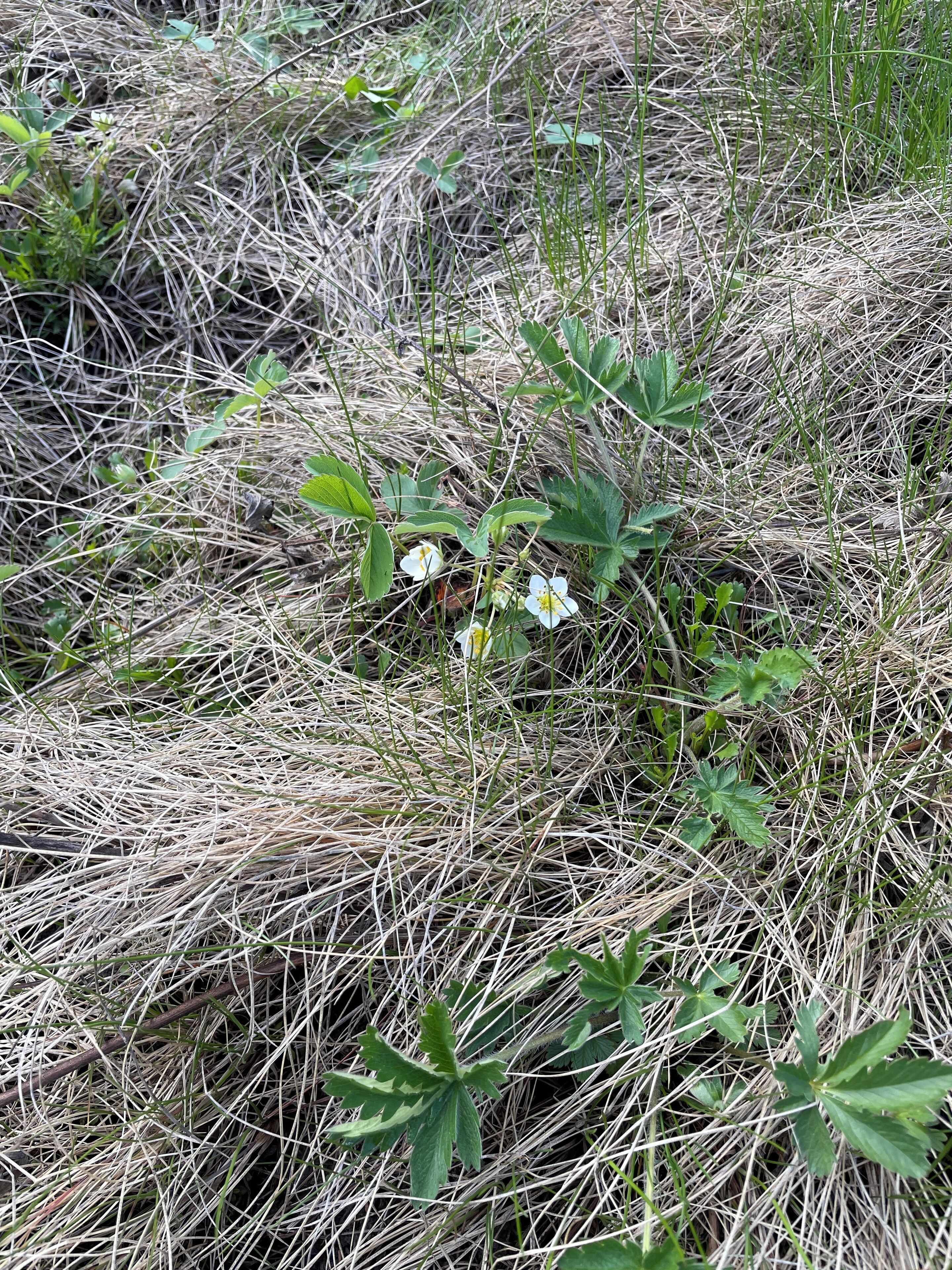 Eine natürliche Umgebung mit trockenem Gras und grünen Pflanzen.