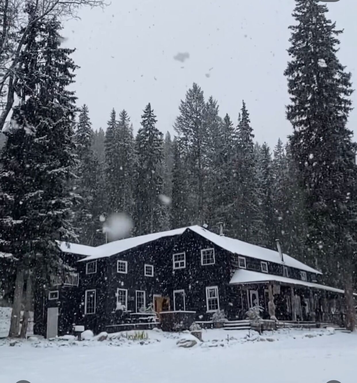 A snow-covered cabin with a large front porch and multiple windows, surrounded by tall evergreen trees.