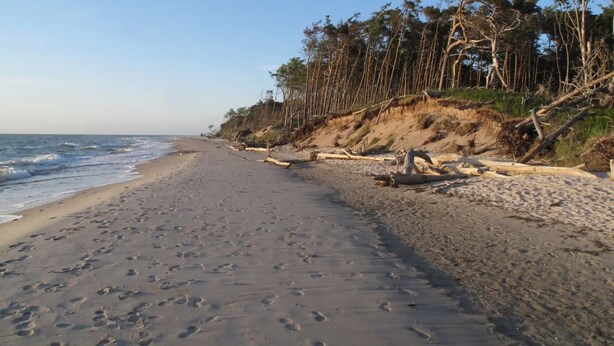 A beach with footprints, trees, and a clear sky. - Apartment 'Fewo 12 - Halbinsel Darss - Ostsee' with Private Terrace, Shared Garden and Wi-Fi (Wieck am Darß)