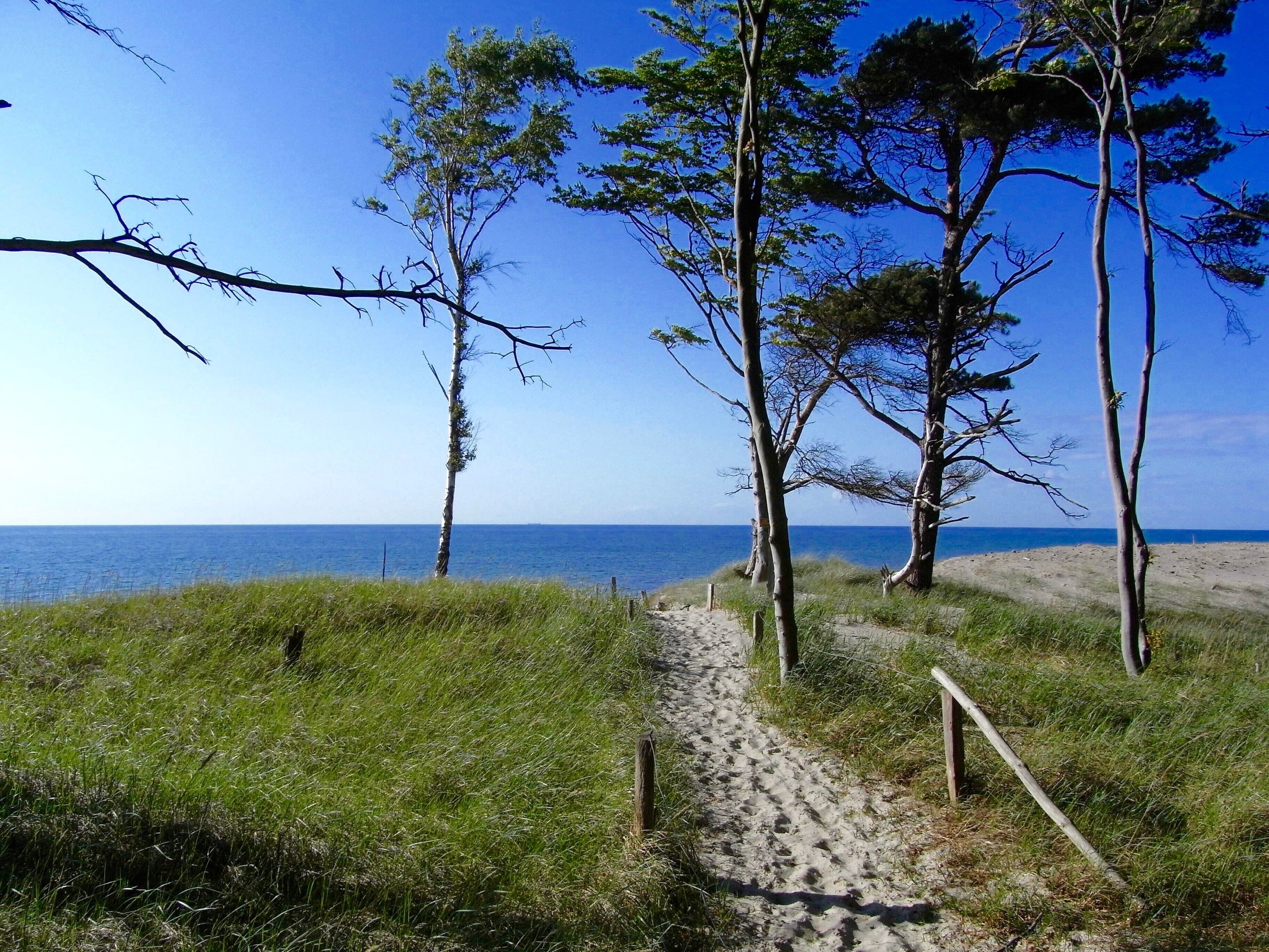 A beach path with trees and a clear view of the sea.