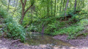 Eine natürliche Landschaft mit einem schlammigen Bach, umgeben von dichtem Grün und Bäumen.