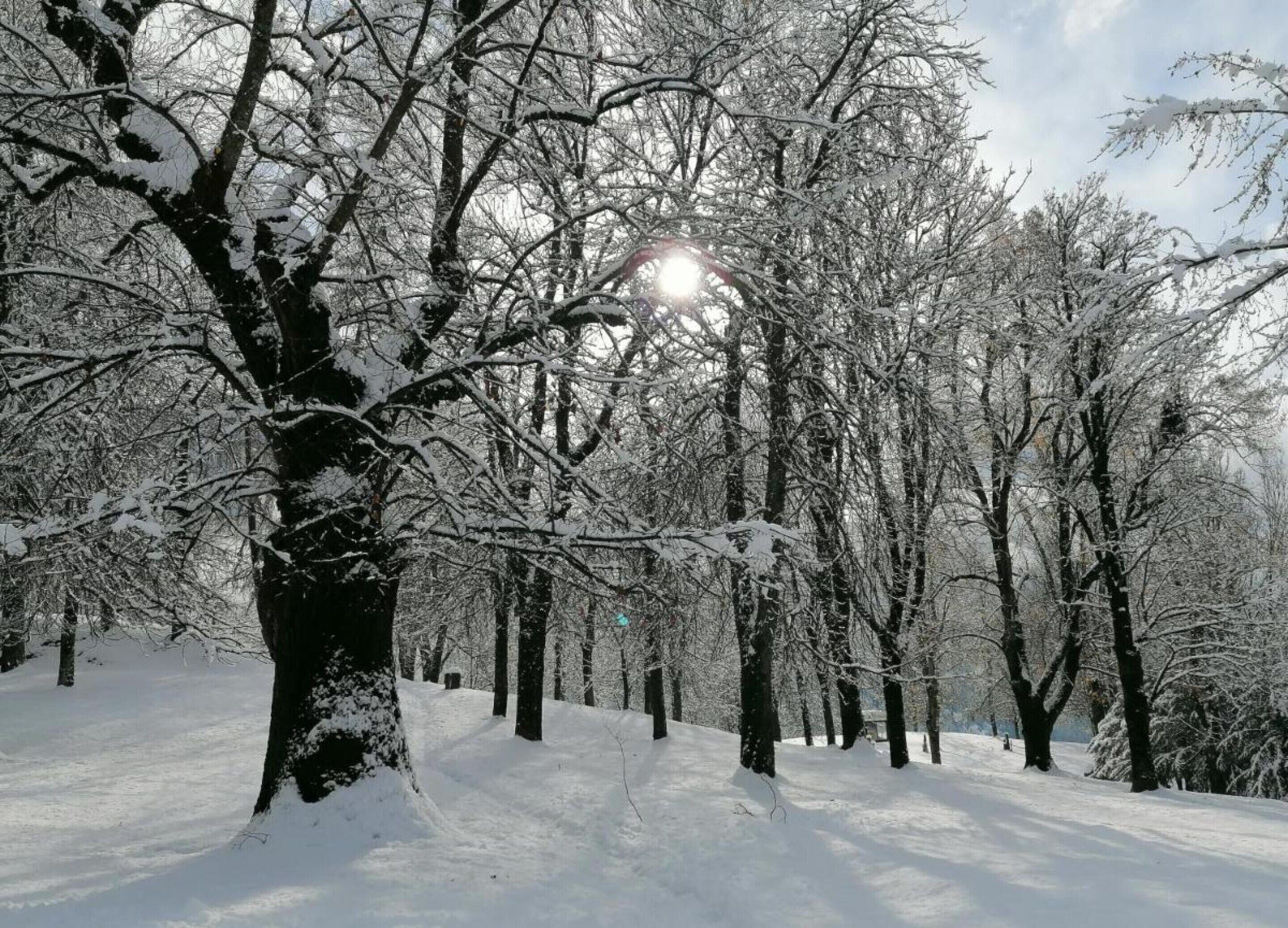 A snow-covered forest with trees and a clear sky.