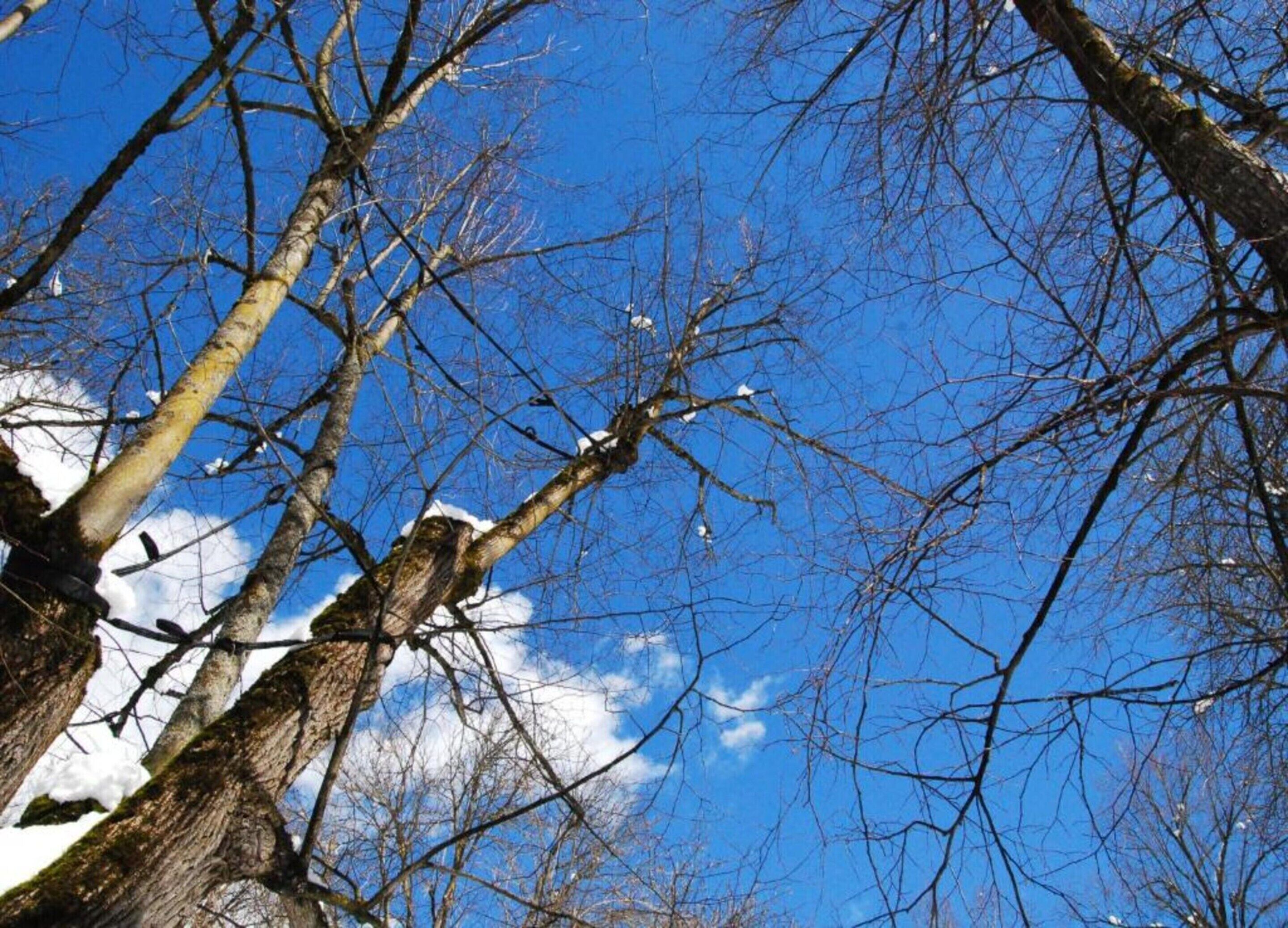 Cielo azul despejado, ramas desnudas de árboles y algo de nieve en el suelo.