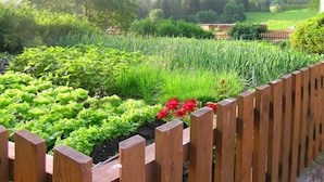 A garden with various plants and a wooden fence.