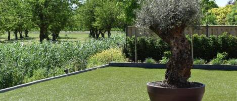 Uma árvore em vaso num jardim ajardinado, com um caminho pavimentado.