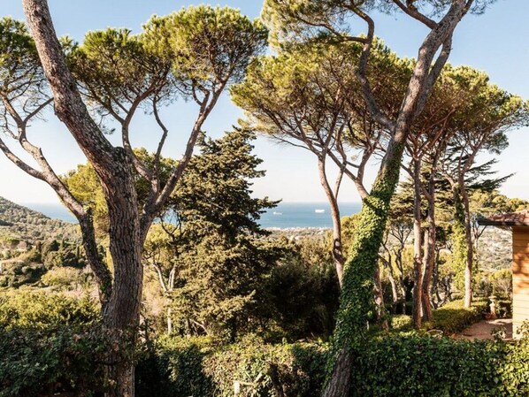 A coastal landscape with trees and a view of the sea. - Casina Montenero Comfortable Holiday Residence (Livorno)