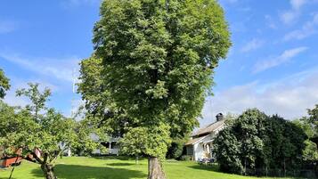A large tree in a grassy area with a house in the background.