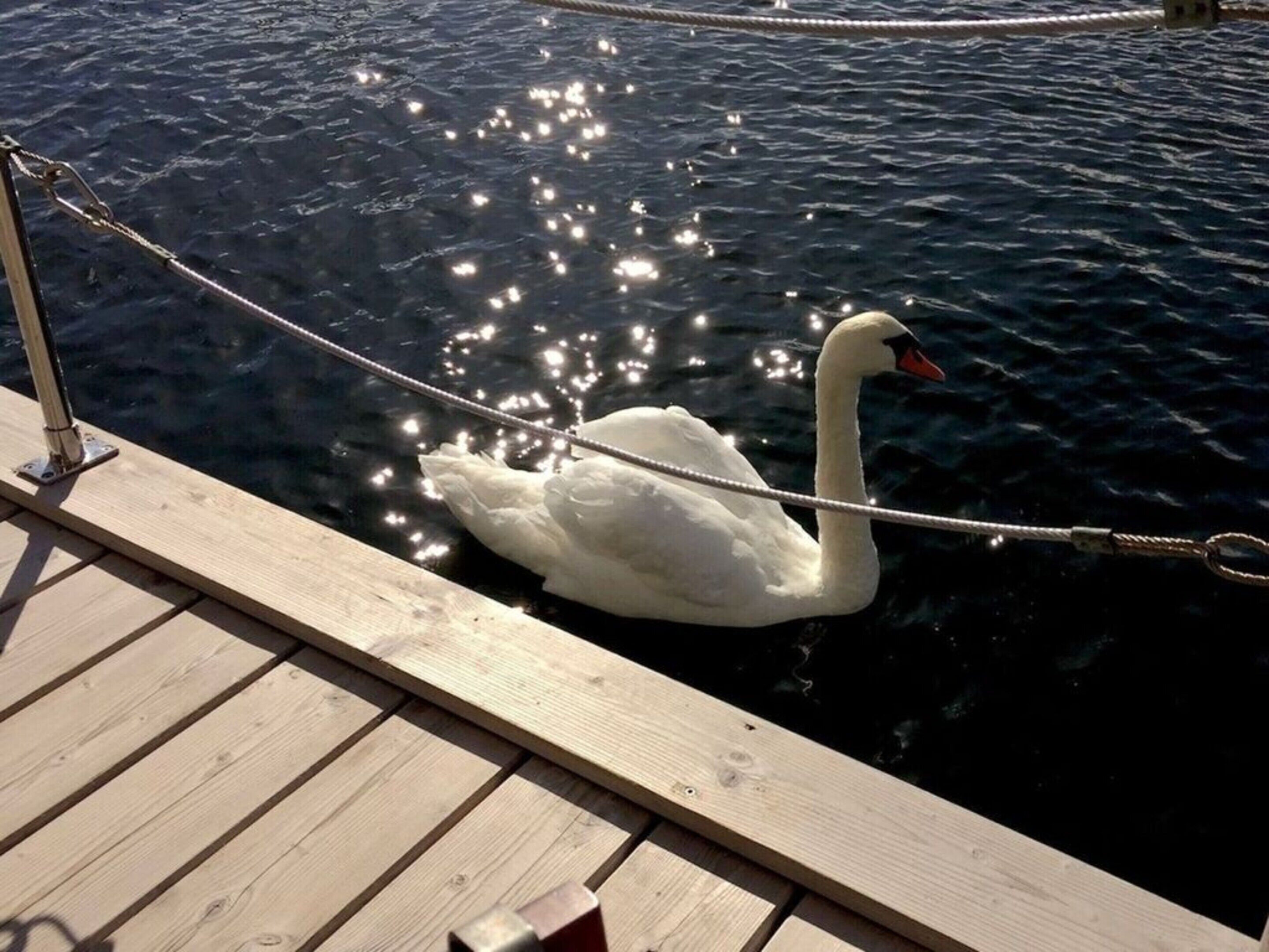 Ein Schwan auf einer hölzernen Anlegestelle mit einer Seilsperre.
